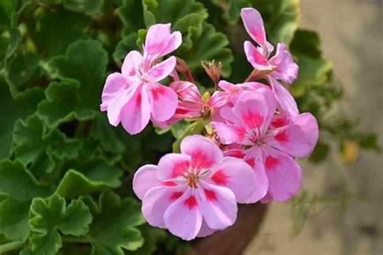 天竺葵怎么养开花多