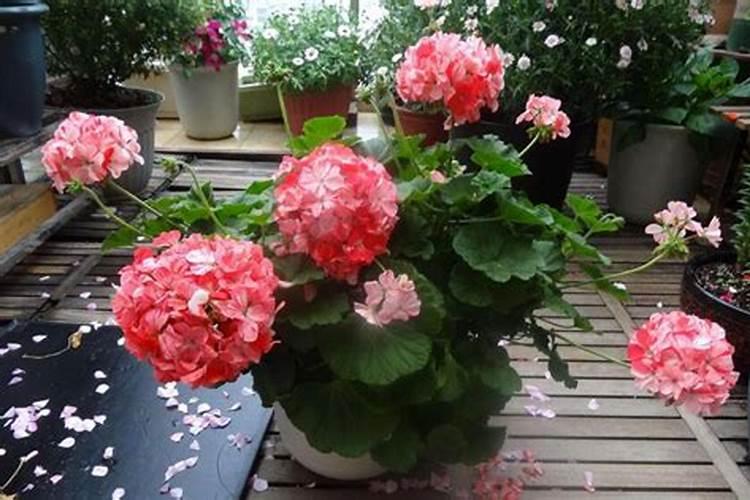 营养土是什么成分