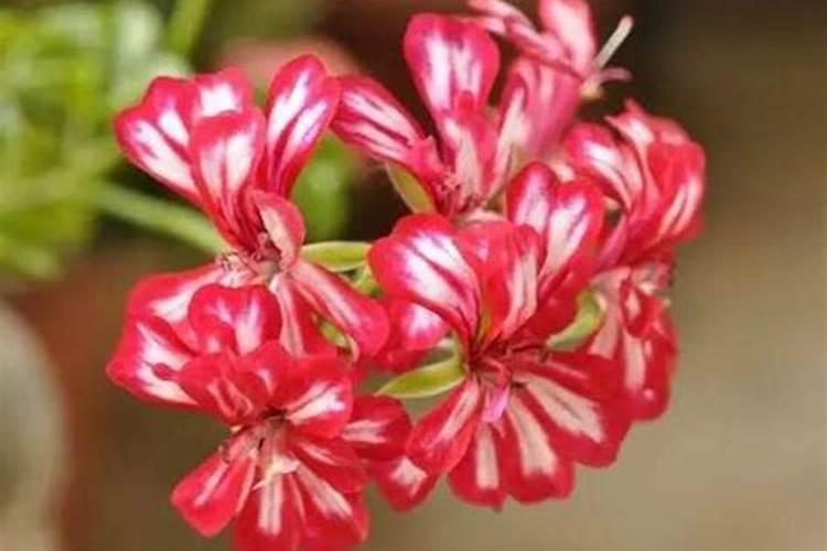 天竺葵用什么肥料