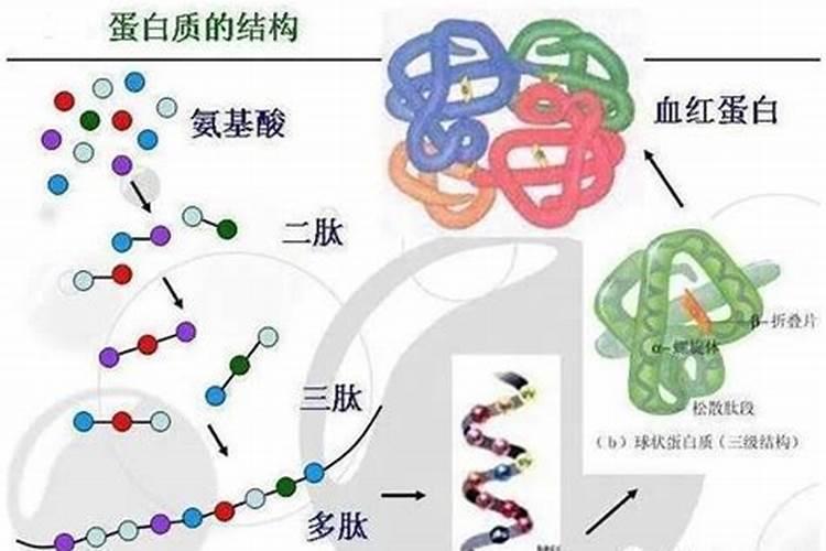 氨基酸水溶肥的功效与作用是什么