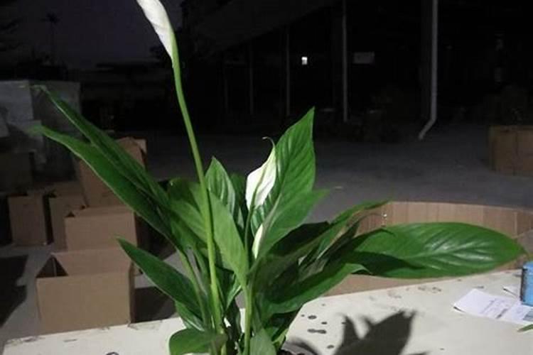 干柠檬片泡水能减肥吗？喝柠檬水可以减肥吗？