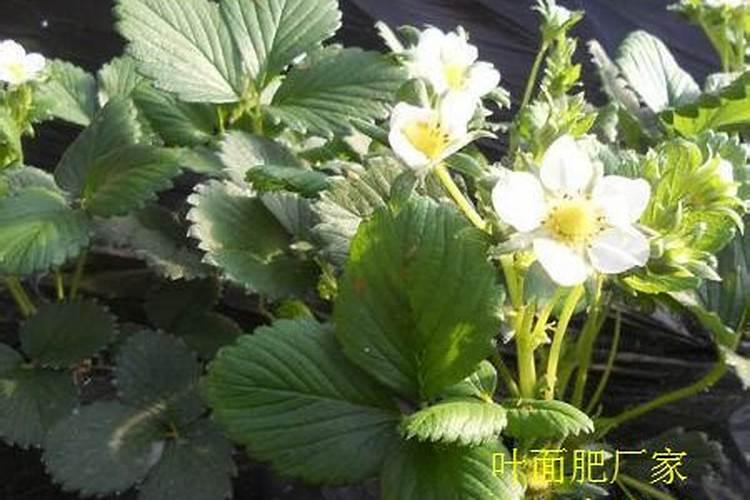 自家种的草莓怎么施肥