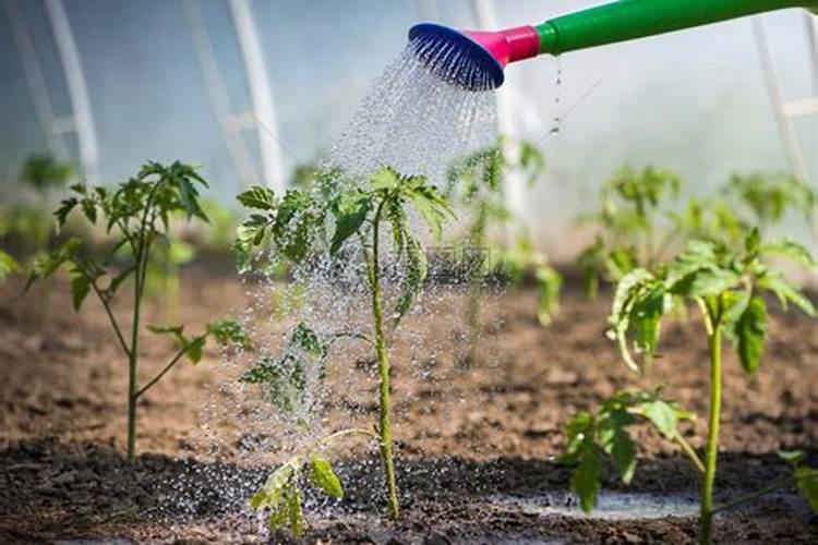 樱桃小番茄施肥要合理,樱桃小番茄怎么施肥？