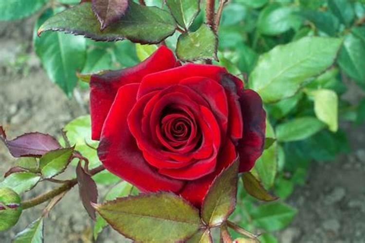 月季花摘芽后如何正确施肥