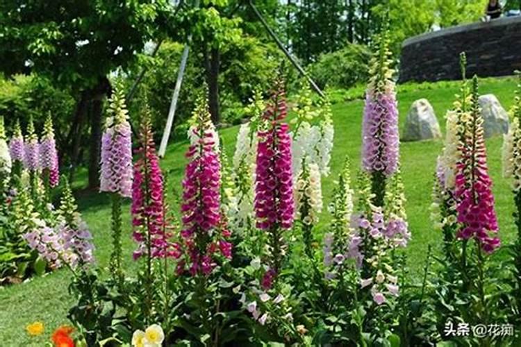 毛竹应该什么时候施肥