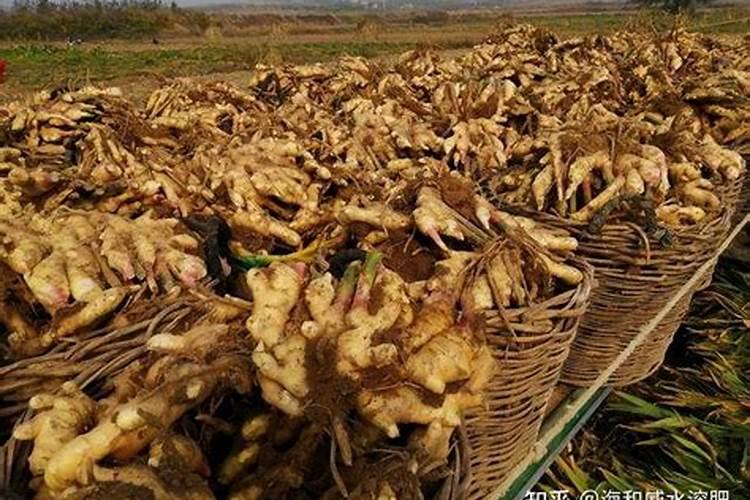生姜用什么肥料才高产 附施肥方法