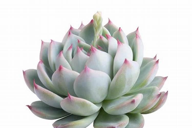 试述保花保果技术