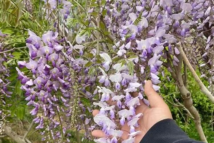 魔芋种植什么时候施肥合适？魔芋用哪种肥料产量高？