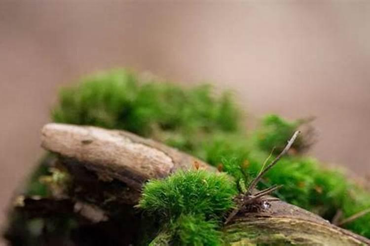 土壤出现青苔红苔该如何治理？