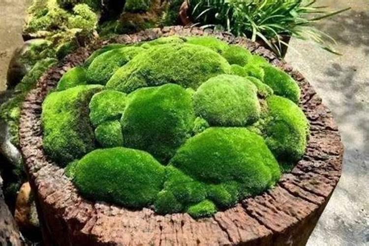 手捻葫芦的种植方法和管理