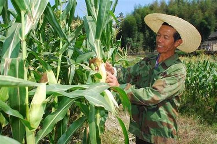 在种玉米时如果用锌肥拌种,会对玉米的产量有帮助吗？