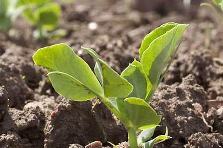 南瓜不结果是什么肥料多了