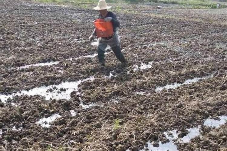 西瓜追肥的特点和西瓜叶面肥的使用方法及选择