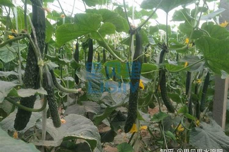 茄子怎么浇水施肥