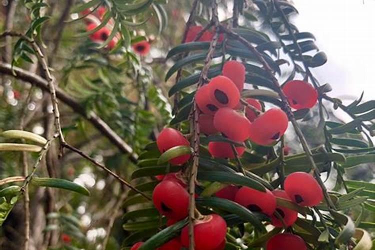 红豆杉怎么施肥,施什么肥