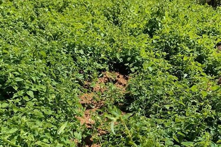 西瓜苗叶子发黄怎么治