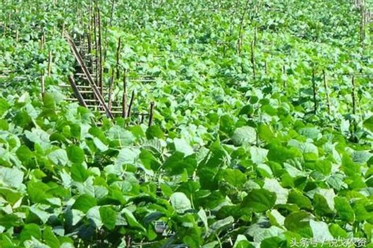 山东青岛玉米多少钱一斤