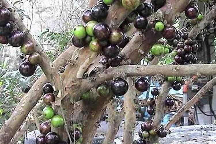 种西瓜用什么肥料