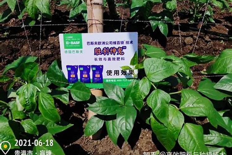 哪些蔬菜喜欢高磷肥