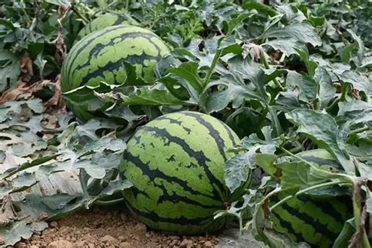 种植油菜为什么要施硼肥 油菜啥时候施硼肥好