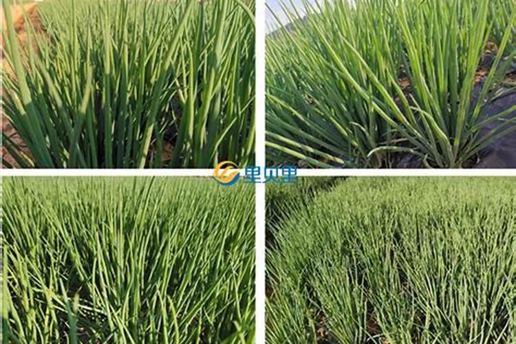 月季枯叶病怎么治