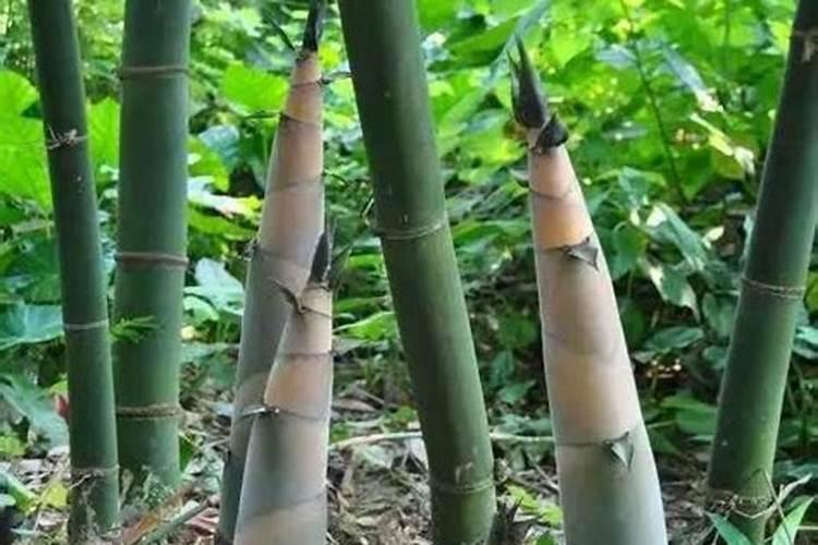 芸苔素内酯能和螯合钙一起用吗