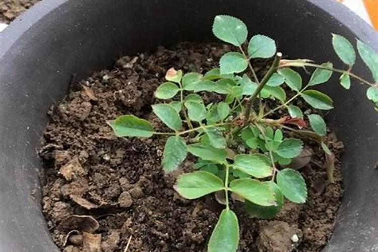 月季花如何施肥能花多色艳月季施肥时间注意点