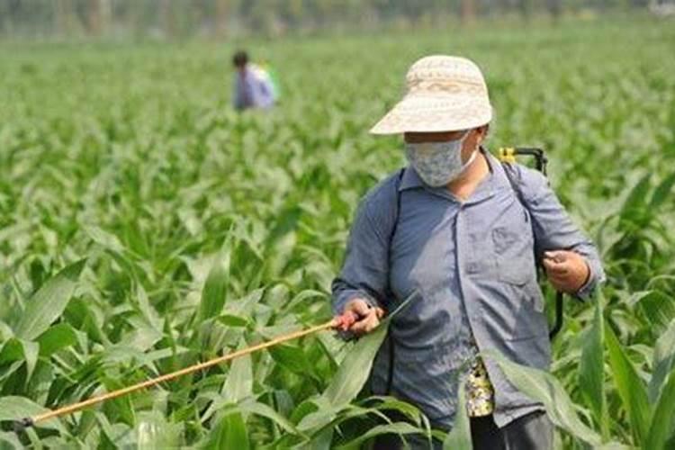 刚移栽的月季怎么浇水