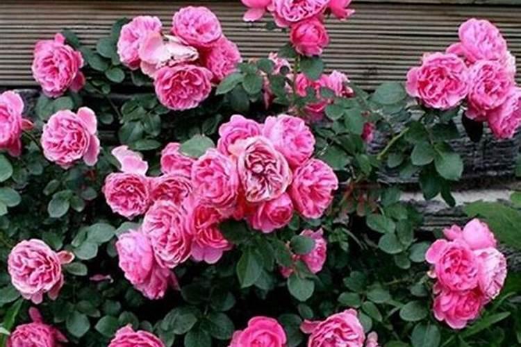 荔枝枝叶没老熟怎样控梢