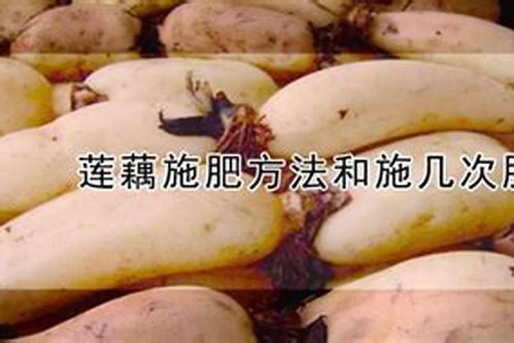 种植莲藕怎样施肥能提高产量呢？