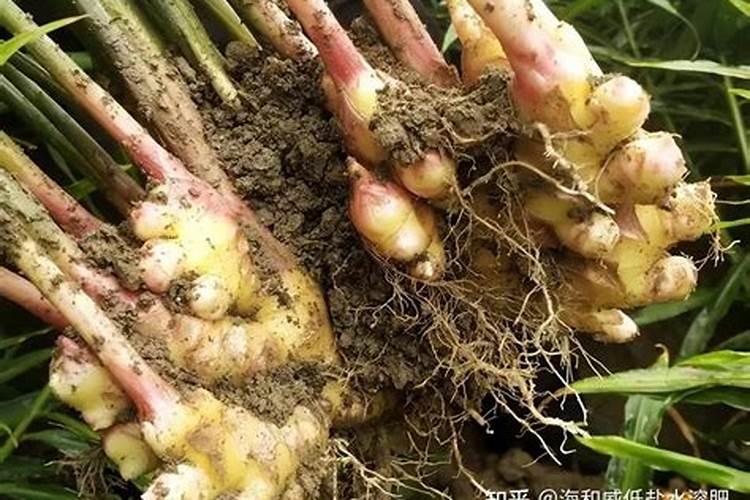 农博金草苍术种植可以用磷肥施肥吗？