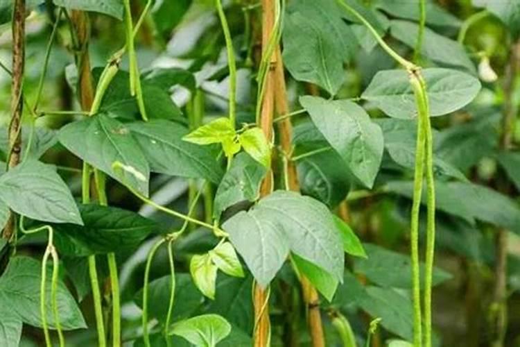 豇豆怎么养 豇豆养植方法