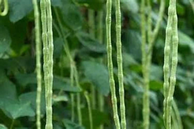 芸豆不要叉子能高产吗？