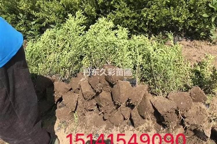 普通的钾肥有哪些？好的钾肥有哪些？纯钾肥有哪些？