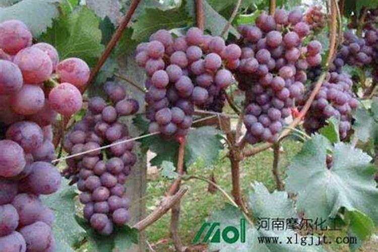 哪种饼肥最好