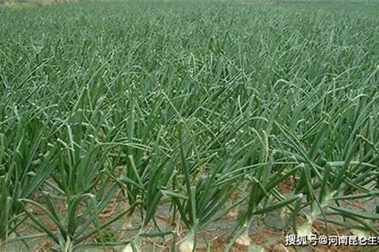 洋葱施什么肥最好