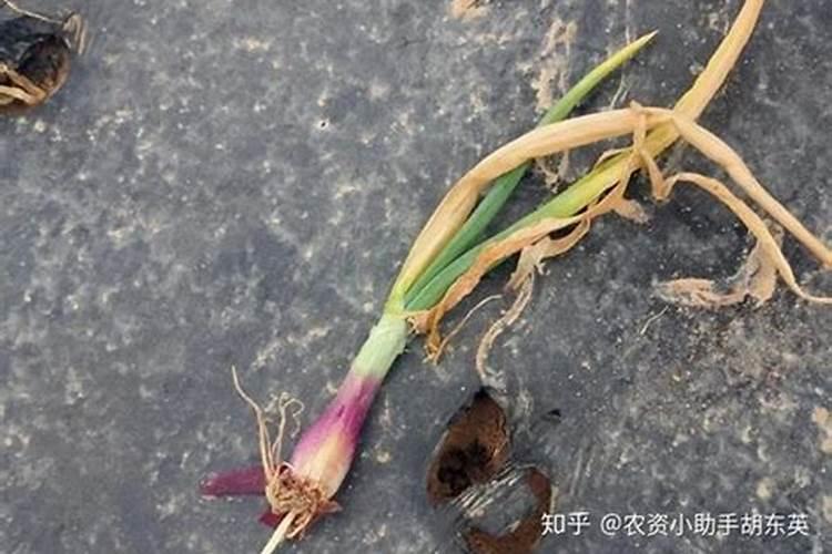 洋葱的种植方法有哪些 洋葱如何施肥