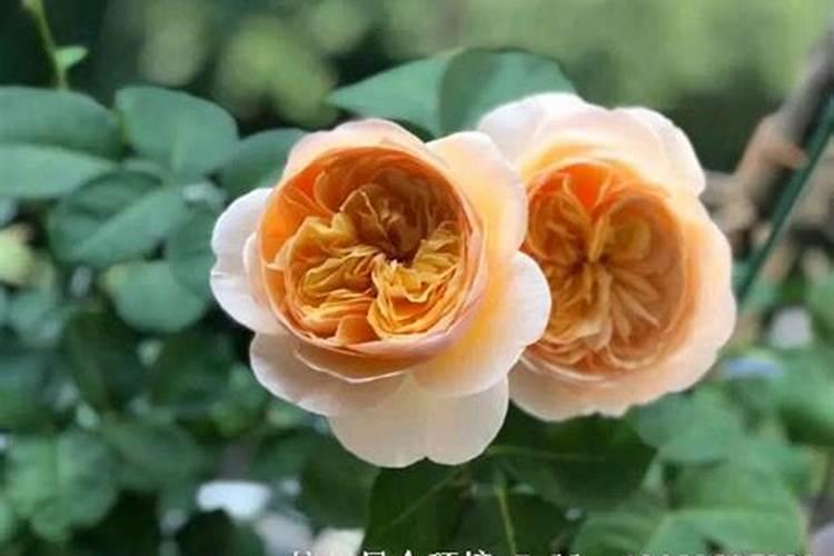 腐植酸叶面肥的效果及功能