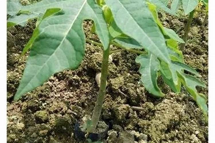 腐植酸有什么作用？腐植酸肥料的使用标准是什么？