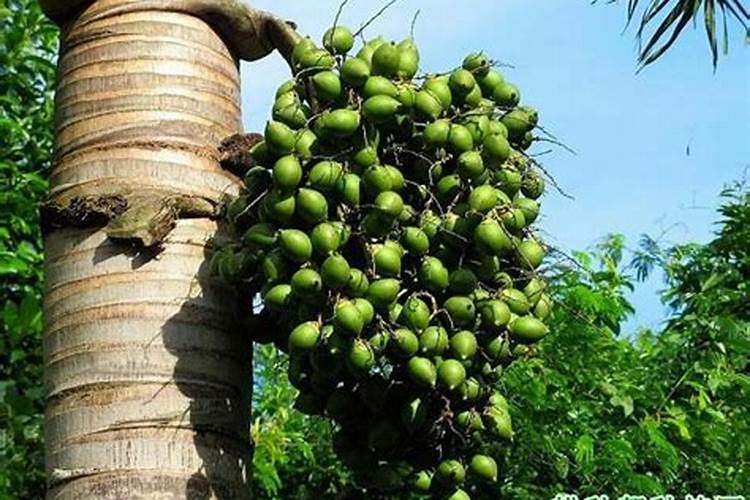 核桃树上什么肥料最好