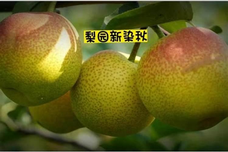 兰花施肥技巧 怎么给兰花施肥