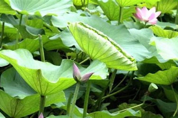 盆栽荷花施什么肥,施肥以磷钾肥为主