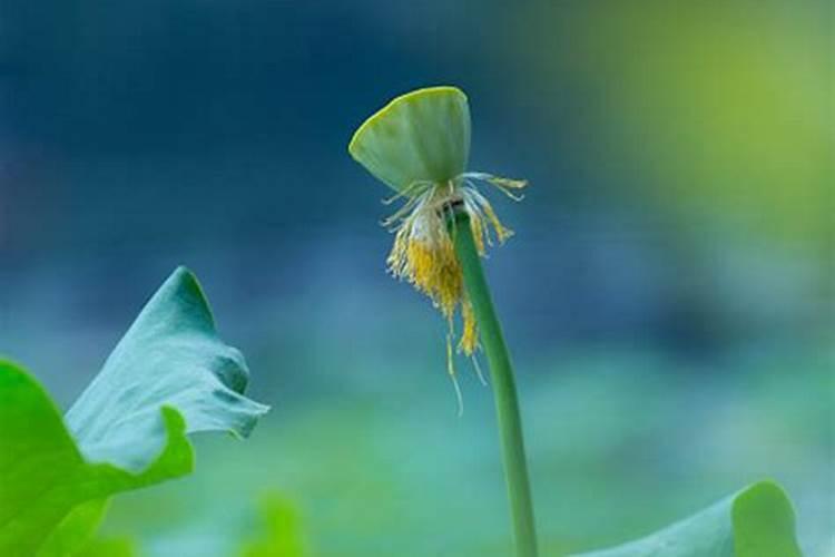 盆栽荷花怎么施肥