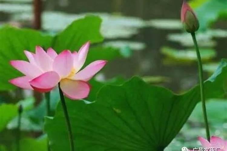 荷花如何施肥方法