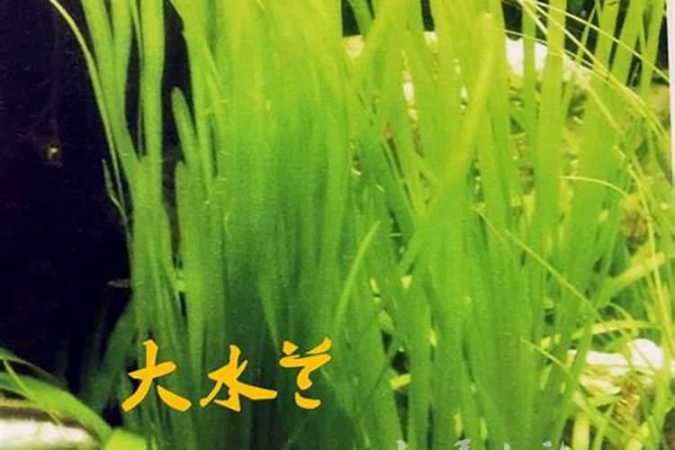 桃树叶面肥如何用磷酸二氢钾