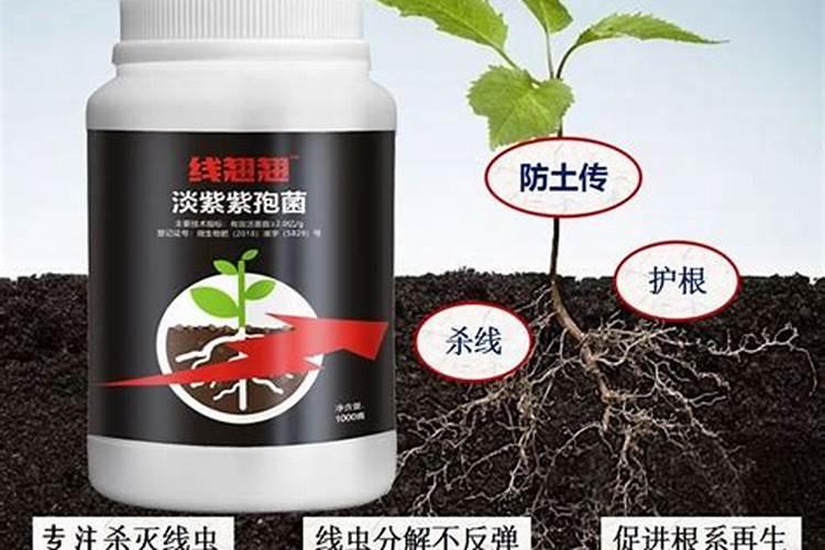 油菜开花时候能不能打硼肥？