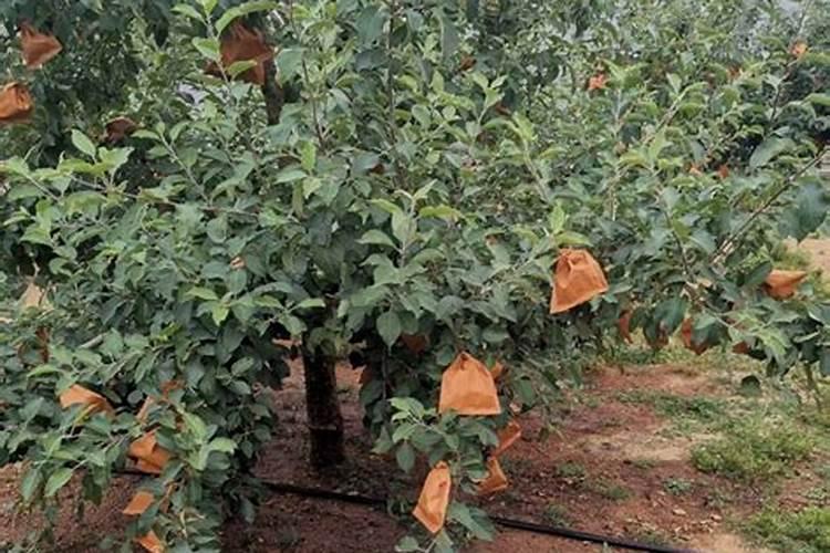 浇花用什么肥料好