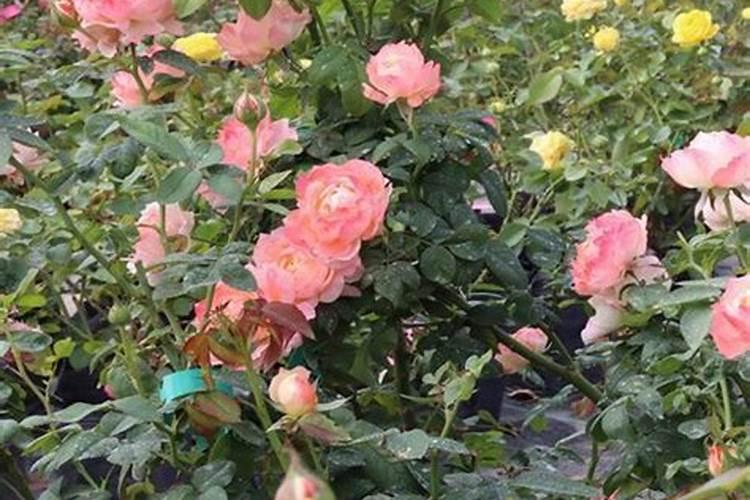 黄腐酸木醋水溶肥正确使用方法