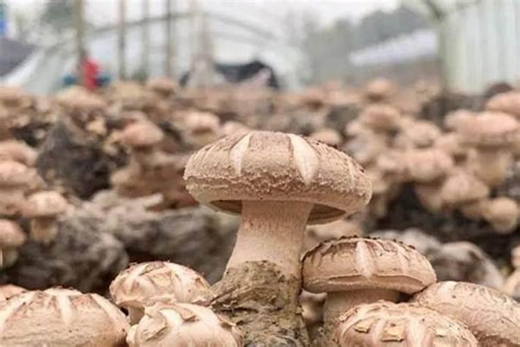 氮磷钾肥分别有什么作用