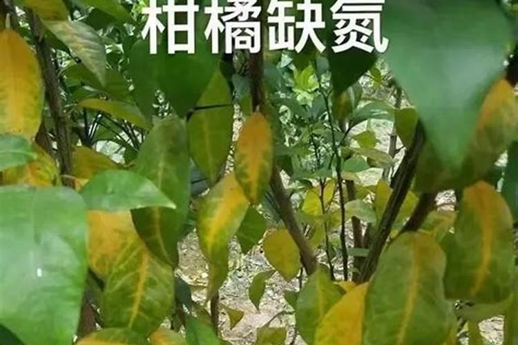 一亩玉米地该施多少肥料？